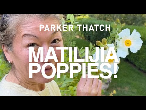 Parker Thatch.com