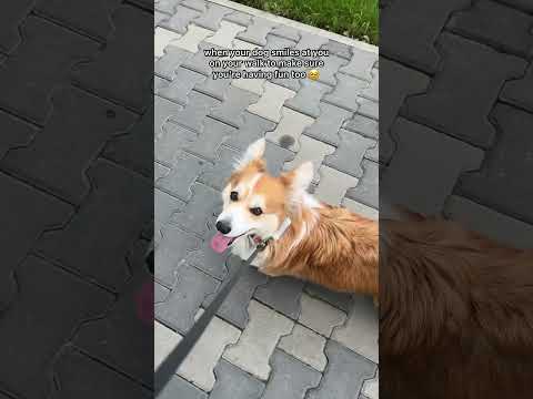 Petcube.com