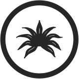 Agave Denim