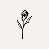 Rocknrose